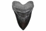 Serrated, Fossil Megalodon Tooth - Giant SC River Meg #360756-1